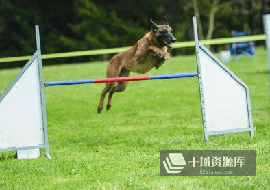 《各类训犬教程视频》百度云网盘下载[AVI/RMVB/MP4/18.16GB]-千域资源库